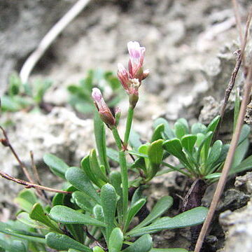 Limonium wrightii unspecified picture