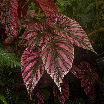 Begonia brevirimosa unspecified picture