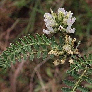 Astragalus garbancillo unspecified picture
