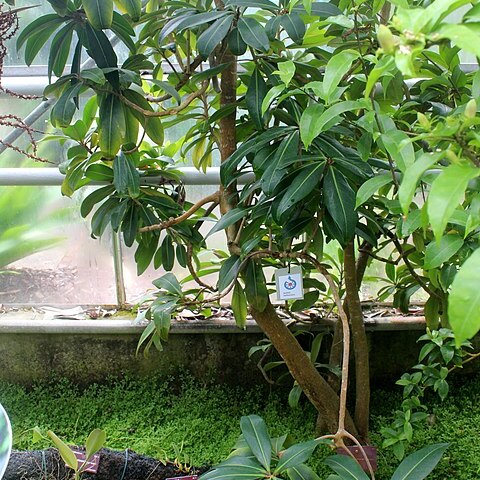 Badula balfouriana unspecified picture
