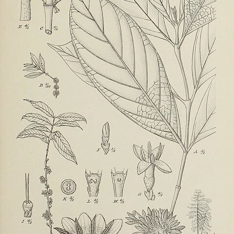 Nostolachma unspecified picture
