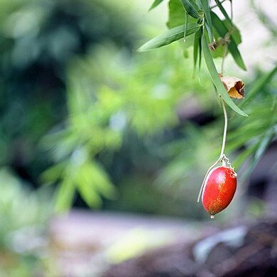 Trichosanthes pilosa unspecified picture