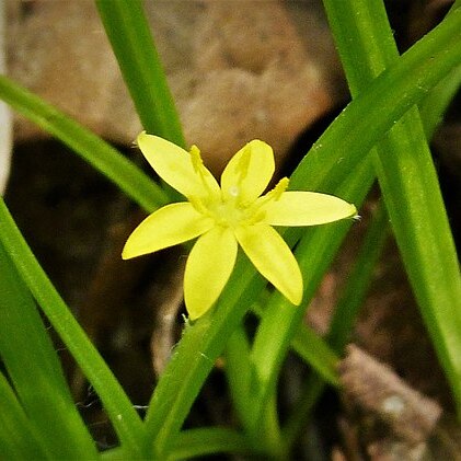 Hypoxis curtissii unspecified picture