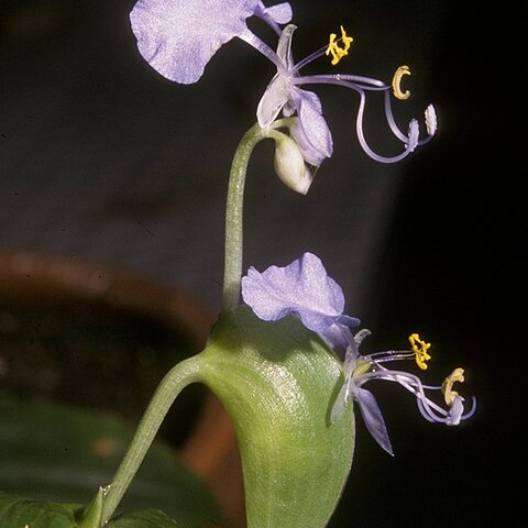 Commelina lukei unspecified picture