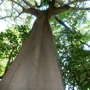 Ficus polita unspecified picture