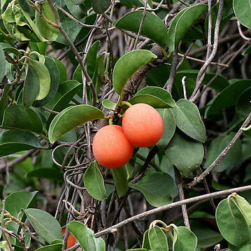 Ximenia unspecified picture