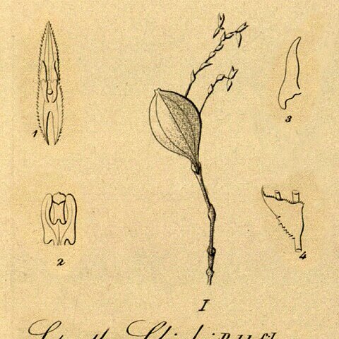 Lepanthes schiedei unspecified picture