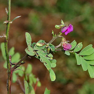Tephrosia unspecified picture