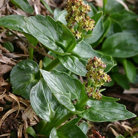 Valeriana elongata unspecified picture