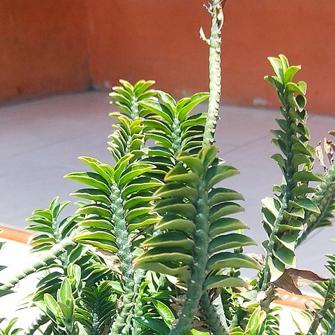 Euphorbia tithymaloides subsp. smallii unspecified picture