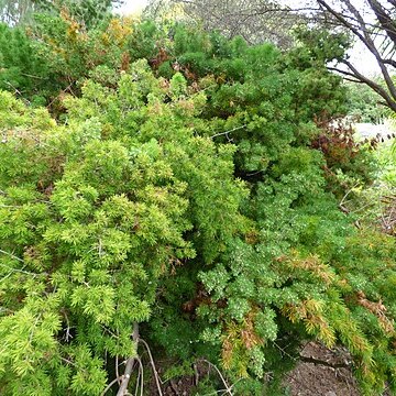 Asparagus macowanii unspecified picture