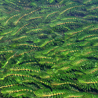 Groenlandia unspecified picture