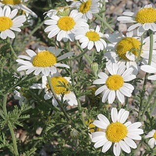 Cota austriaca unspecified picture