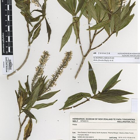 Veronica flavida unspecified picture