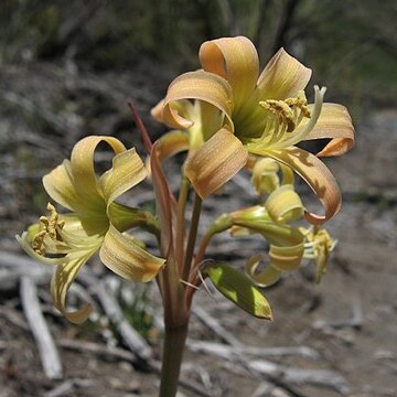 Rhodophiala unspecified picture