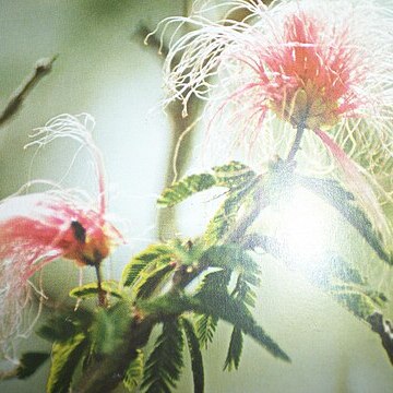 Calliandra spinosa unspecified picture