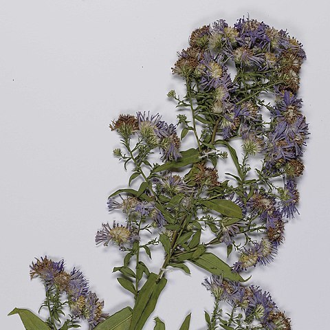 Symphyotrichum x versicolor unspecified picture