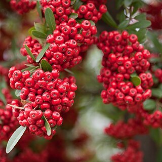 Pyracantha unspecified picture