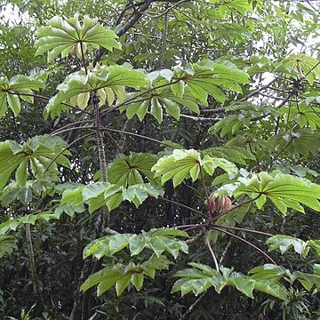 Cecropia unspecified picture
