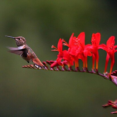Crocosmia unspecified picture