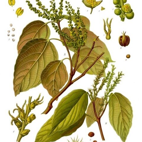Mallotus unspecified picture