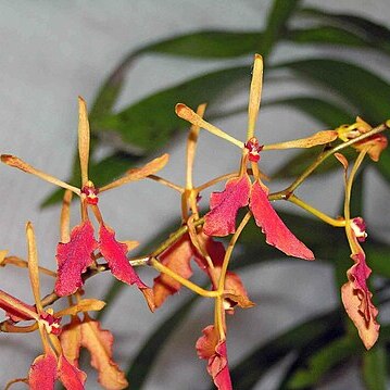 Renanthera vietnamensis unspecified picture