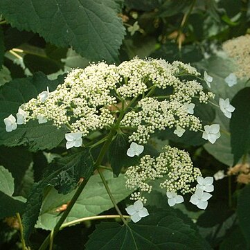 Hydrangea radiata unspecified picture