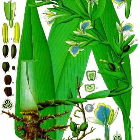 Elettaria unspecified picture
