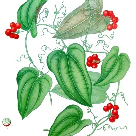 Smilax aristolochiifolia unspecified picture