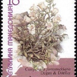 Campanula formanekiana unspecified picture