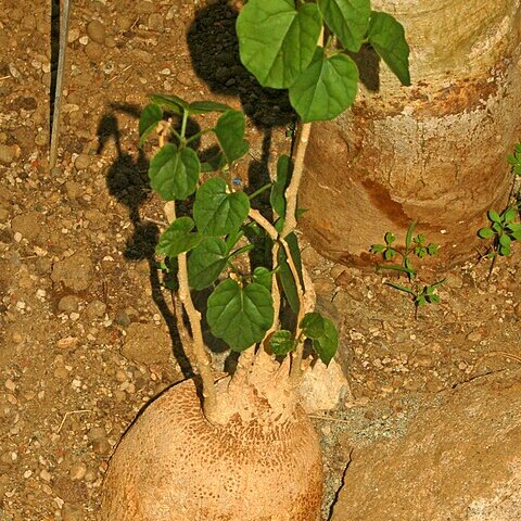 Pyrenacantha malvifolia unspecified picture