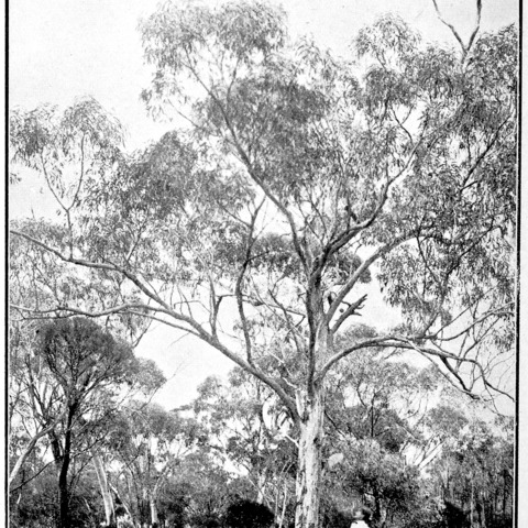 Eucalyptus stricklandii unspecified picture