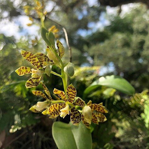 Prosthechea boothiana unspecified picture