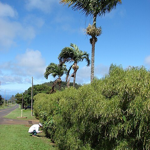 Polyscias filicifolia unspecified picture