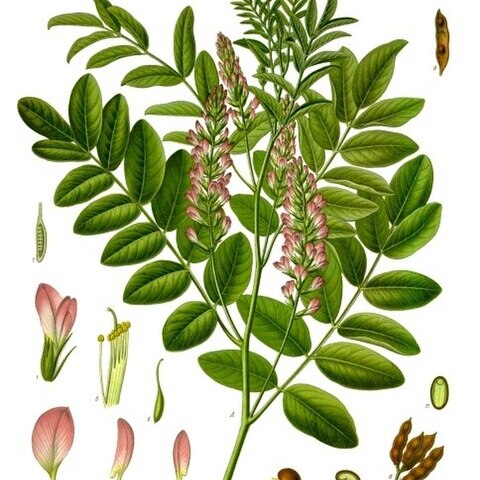 Glycyrrhiza unspecified picture