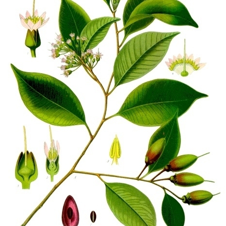 Payena unspecified picture