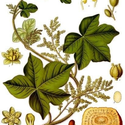 Menispermaceae unspecified picture
