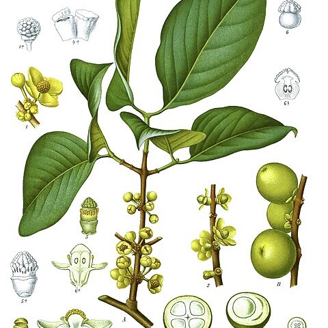 Garcinia unspecified picture