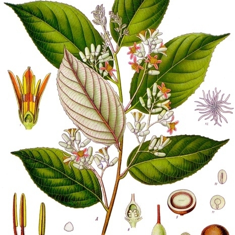 Styrax benzoin unspecified picture