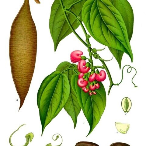 Physostigma venenosum unspecified picture