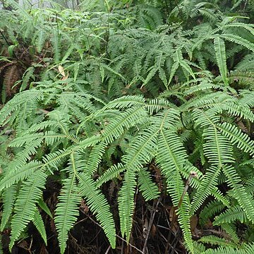 Sticherus owhyhensis unspecified picture