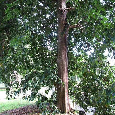 Terminalia megalocarpa unspecified picture