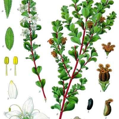 Agathosma unspecified picture