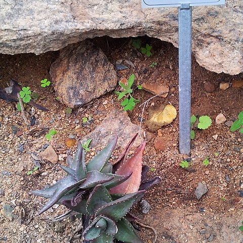 Aloe meyeri unspecified picture