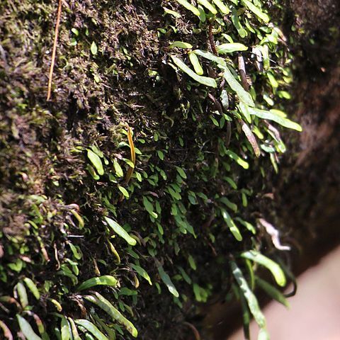 Grammitis stenophylla unspecified picture