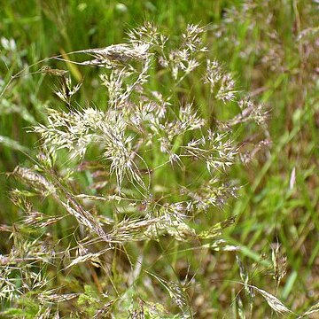 Agrostis nebulosa unspecified picture