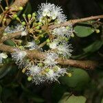 Eugenia cartagensis fruit picture by Nelson Zamora Villalobos (cc-by-nc)