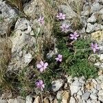 Erodium foetidum (l.) l'hér. habit picture by Alain Bigou (cc-by-sa)