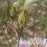 Crepis rubra fruit picture by Tommy Watson (cc-by-sa)