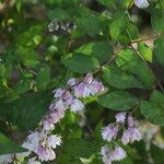Deutzia crenata leaf picture by Patrick FAYOLLE (cc-by-sa)